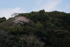 山間の桜