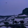棚田の夕暮れ