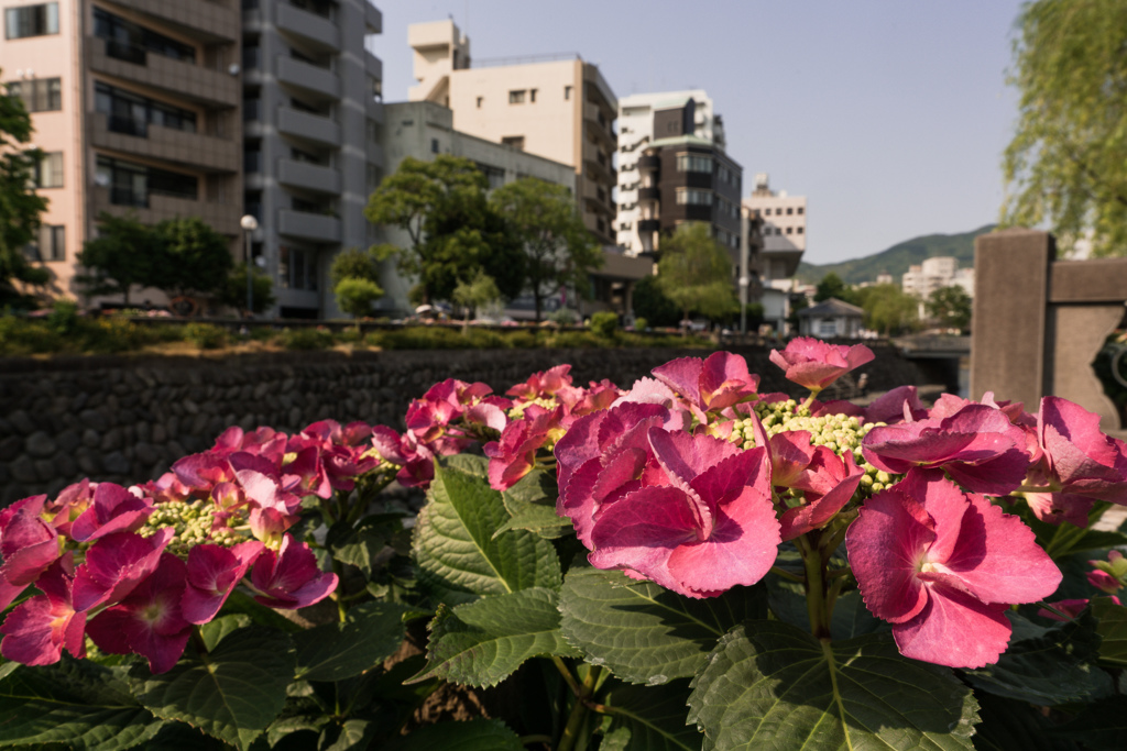 街を彩る紫陽花