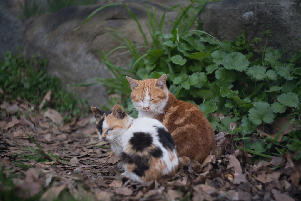 野良猫