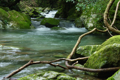 緑深い渓流