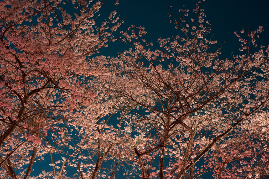 夜桜ライトアップ
