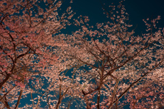 夜桜ライトアップ