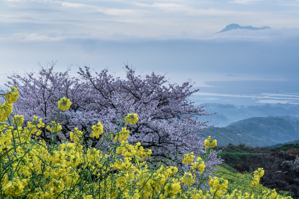 高原の菜の花
