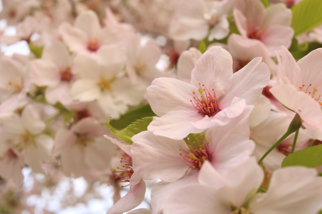 桜