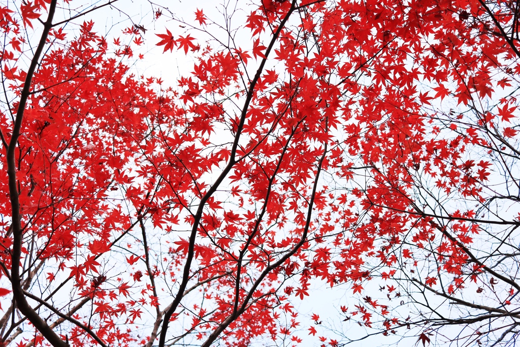 曇り空×紅葉