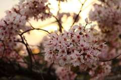 夕焼け 桜