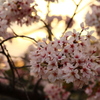 夕焼け 桜