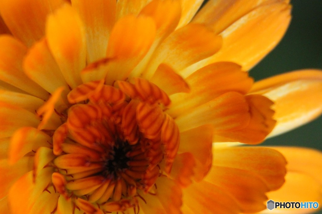 花の季節　オレンジカラー