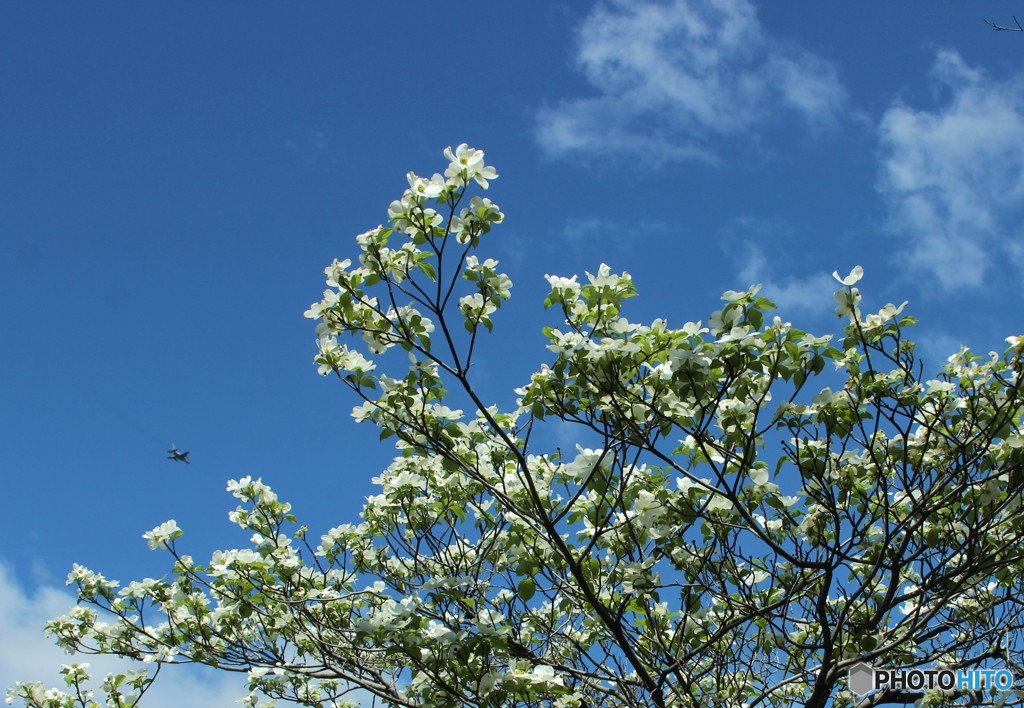 青空　白花 