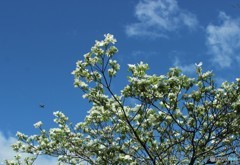 青空　白花 