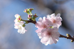 秋桜