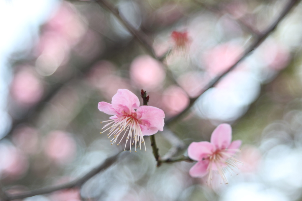 季節は春　ラストシーン
