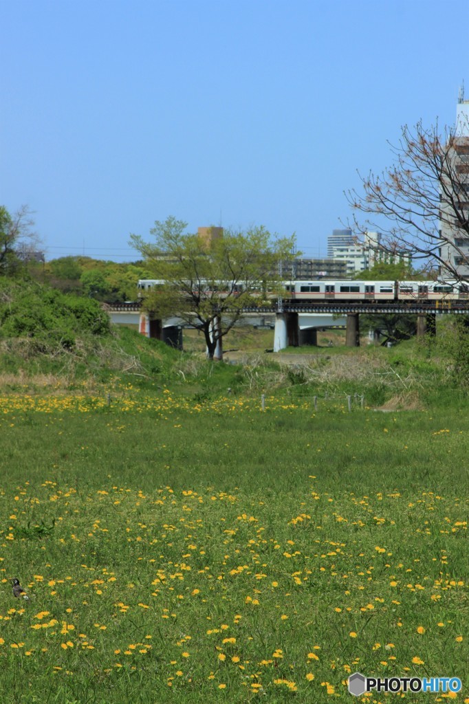 矢田川風景３４