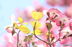 赤の季節　２