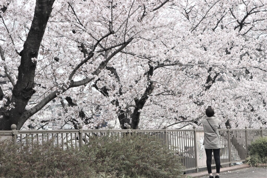 桜