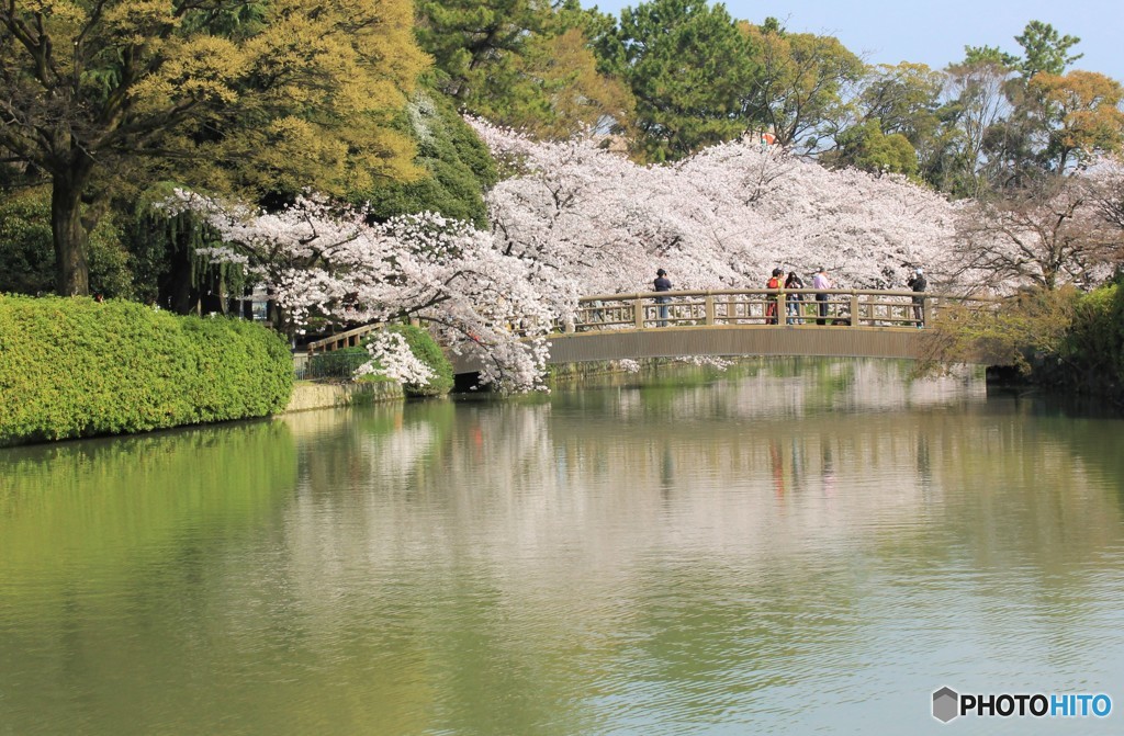 桜満開日