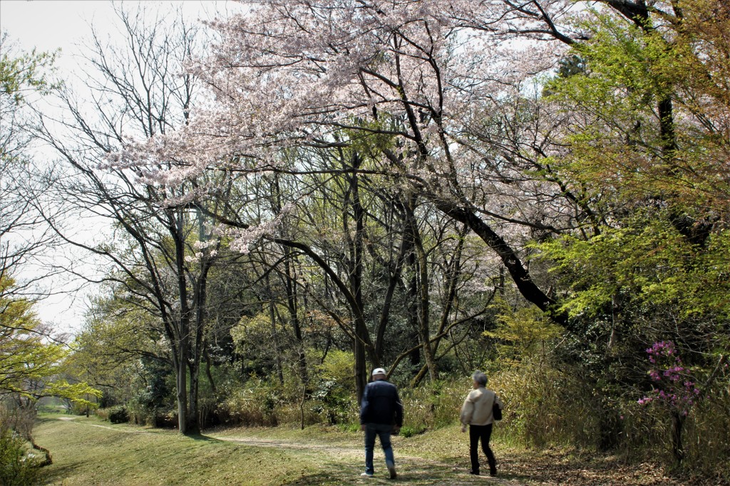 里山の小道