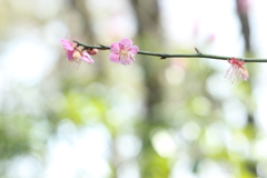 光