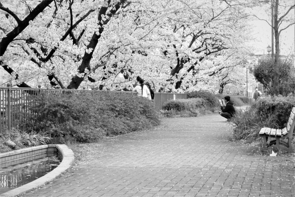 桜風景