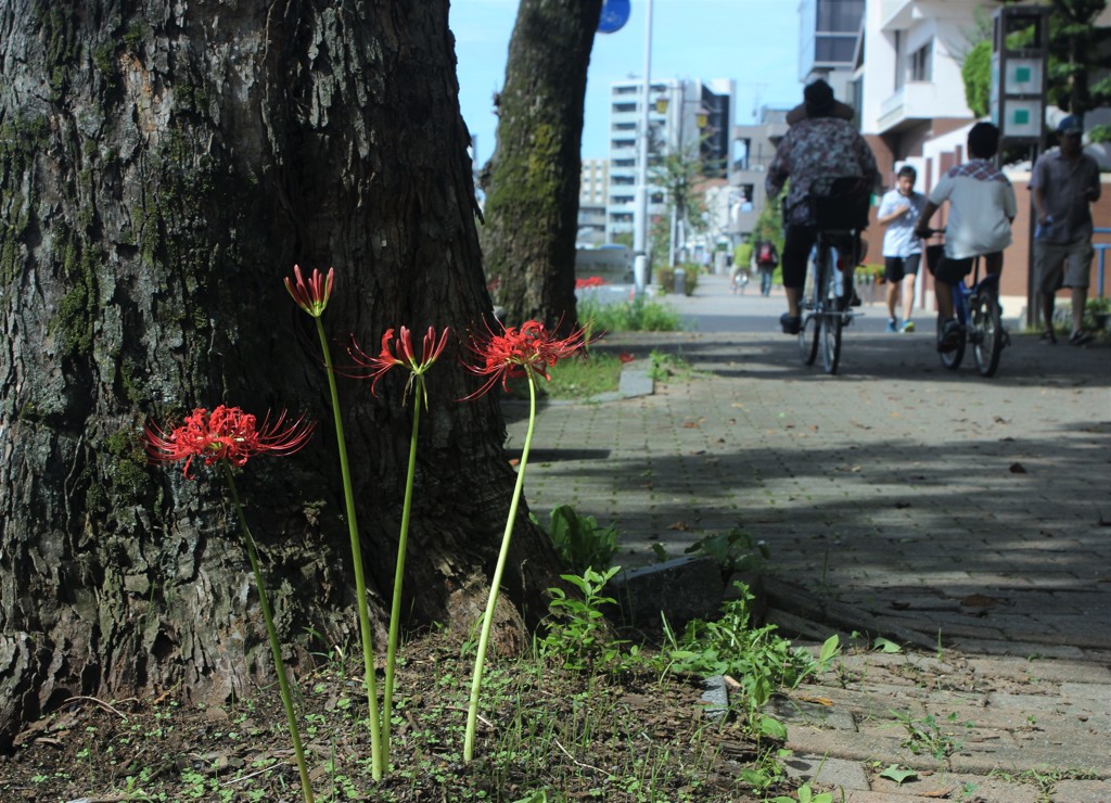 振り向いて欲しいけど