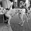 愛犬