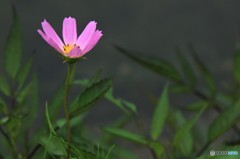 一人咲く