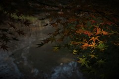 カエデ　スポットライト＃２