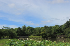 ハス池、名古屋城