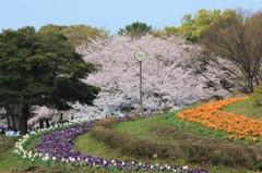 桜時