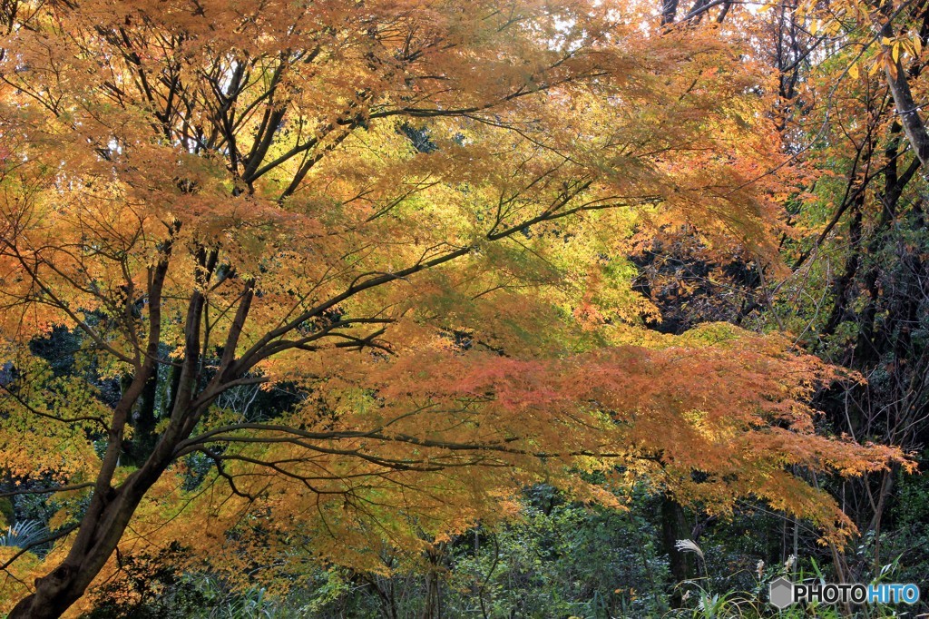 秋　里山２