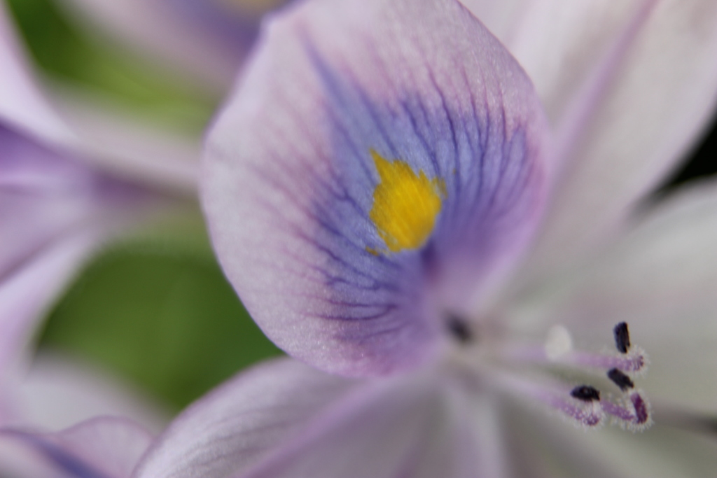 ホテイアオイの花