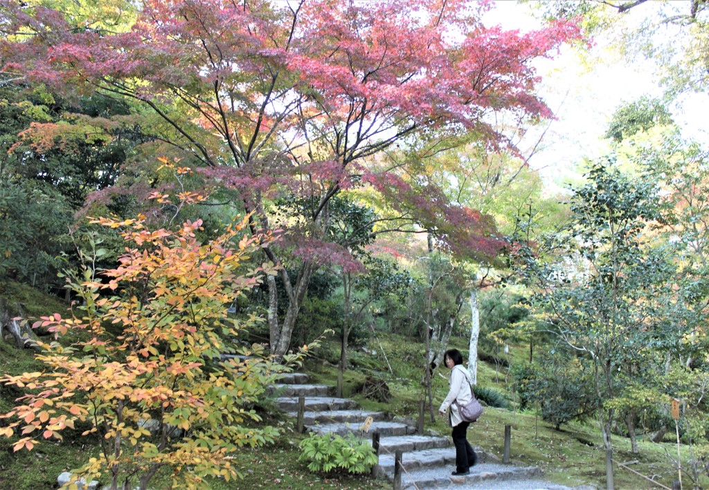 天龍寺の庭