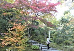 天龍寺の庭