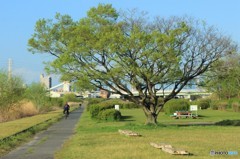 矢田川風景２６ 