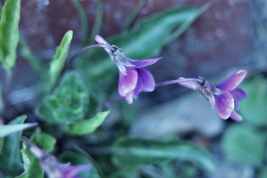 ちぃちゃぃ花