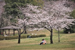 桜日和 