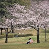 桜日和 