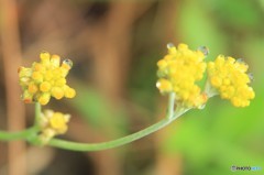 水玉模様