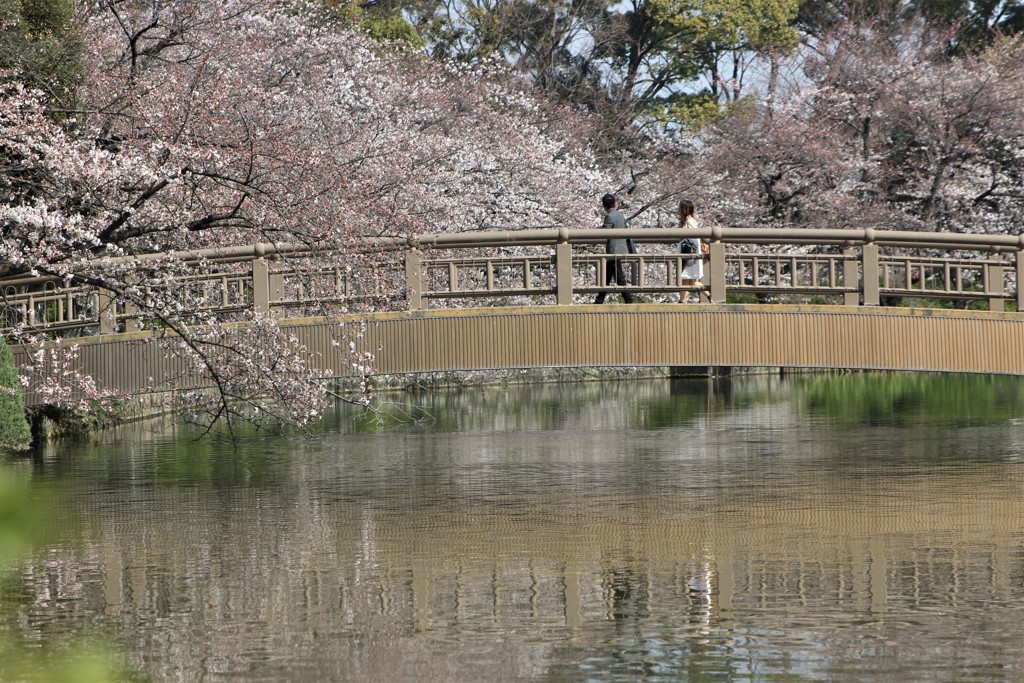 桜の日