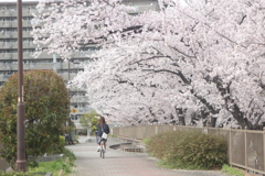 桜満開の町３