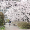 桜満開の町３