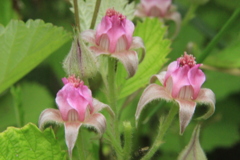 Three　sisters