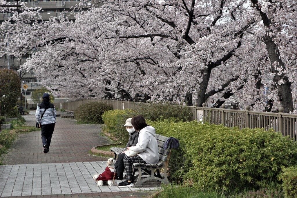 町の桜　２