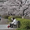 町の桜　２