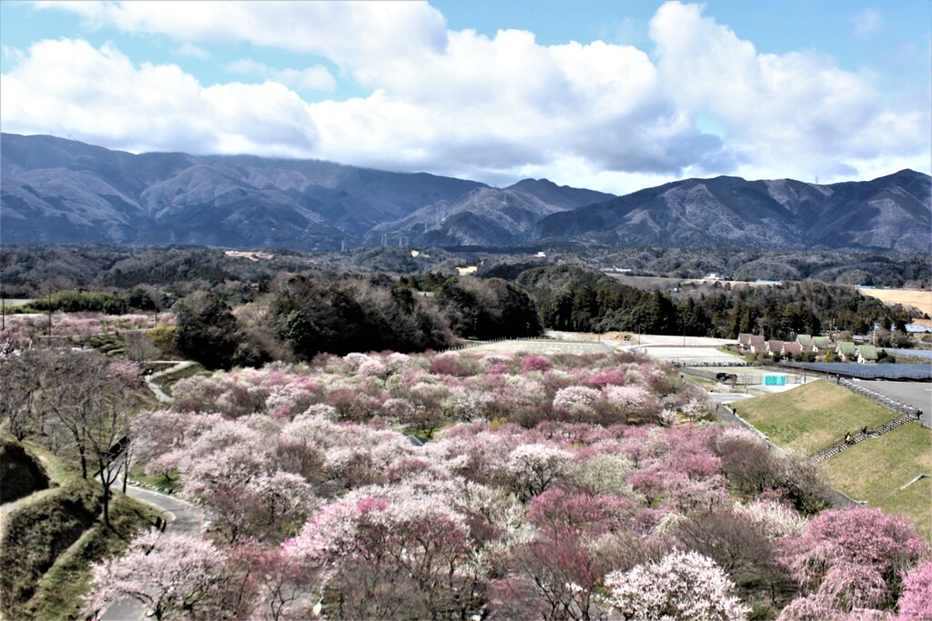 季節は3月