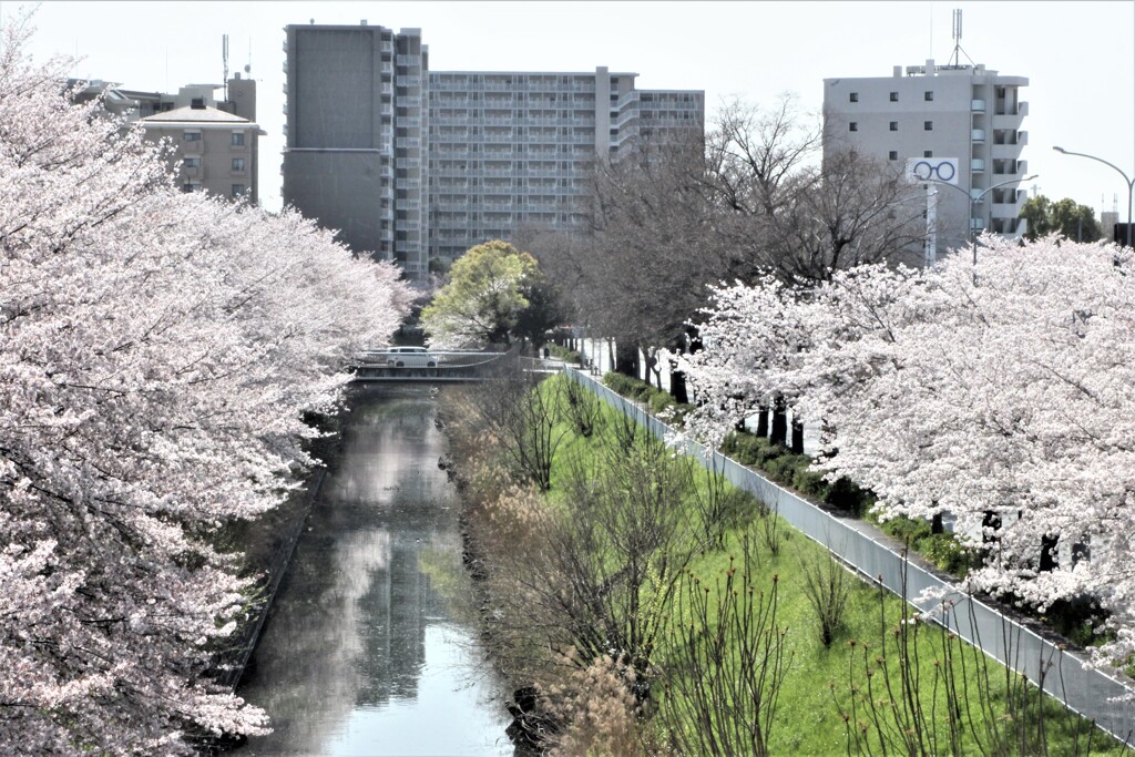 桜の季節