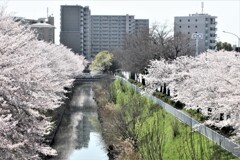 桜の季節