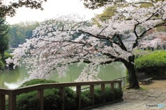 桜　名城公園２