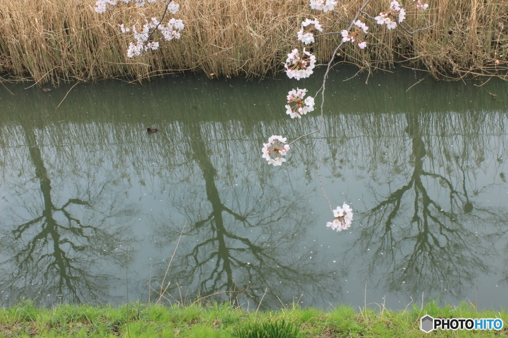 桜　御用水　２